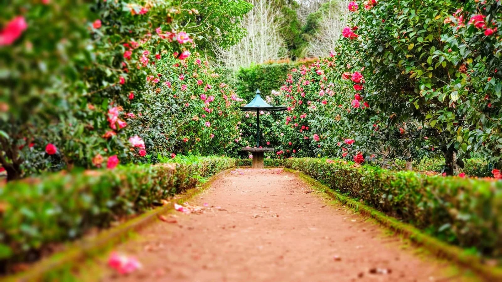 Lush botanical garden path with flowers and gazebo